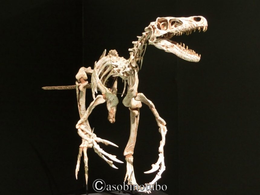北海道 恐竜好きの君はもう 命の旅に出たか いのちのたび博物館