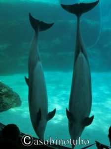 巨大なシャチにクジラの骨格 イルカのロケットジャンプも 名古屋港水族館