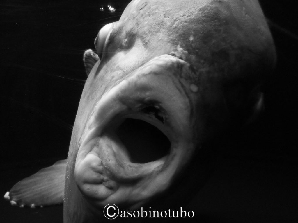 東京 高層ビルの屋上に 都会の中からこんにちは 池袋 サンシャイン水族館