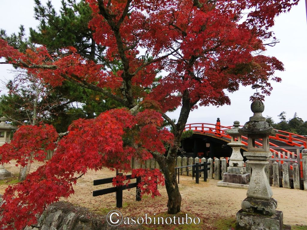 広島 世界遺産 紅葉谷からロープウェイで別世界へ 宮島 弥山の原始林