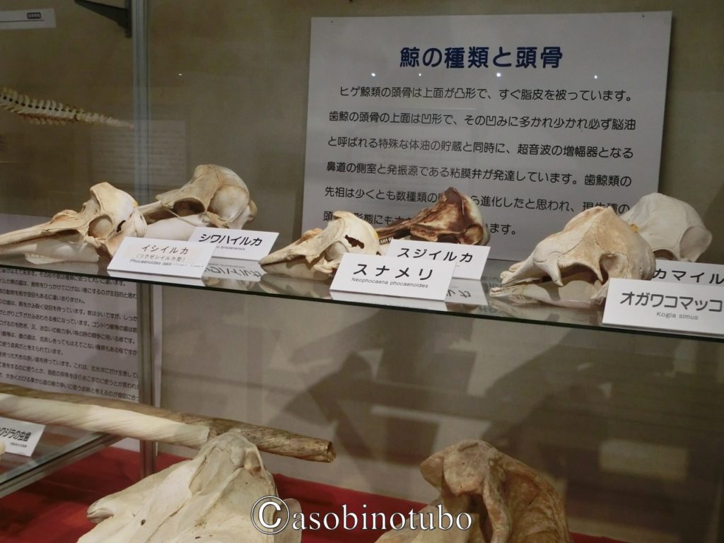 和歌山 魚のいない水族館 太地町 くじらの博物館