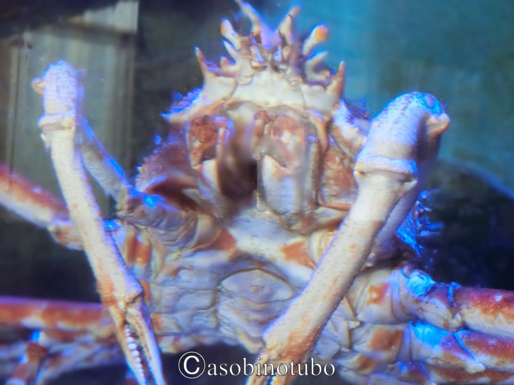 和歌山 道の駅に水族館が エビとカニの水族館 と 道の駅すさみ