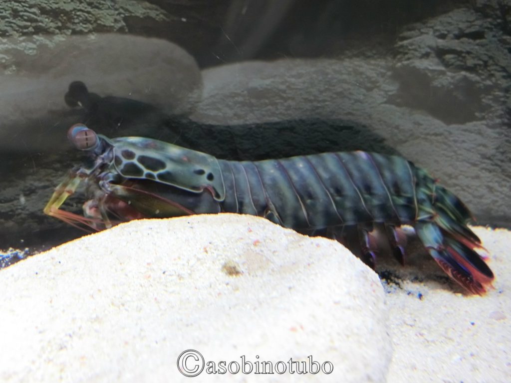 和歌山 道の駅に水族館が エビとカニの水族館 と 道の駅すさみ