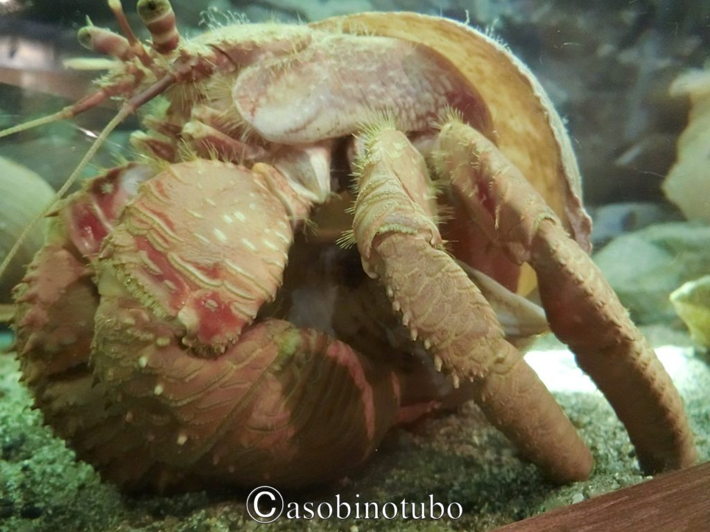 和歌山 道の駅に水族館が エビとカニの水族館 と 道の駅すさみ