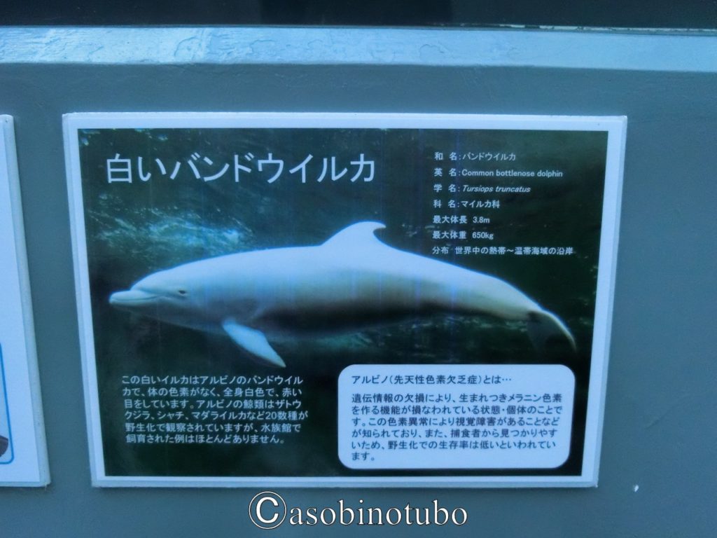 和歌山 白いバンドウイルカとの出会い 太地町 くじらの博物館 その