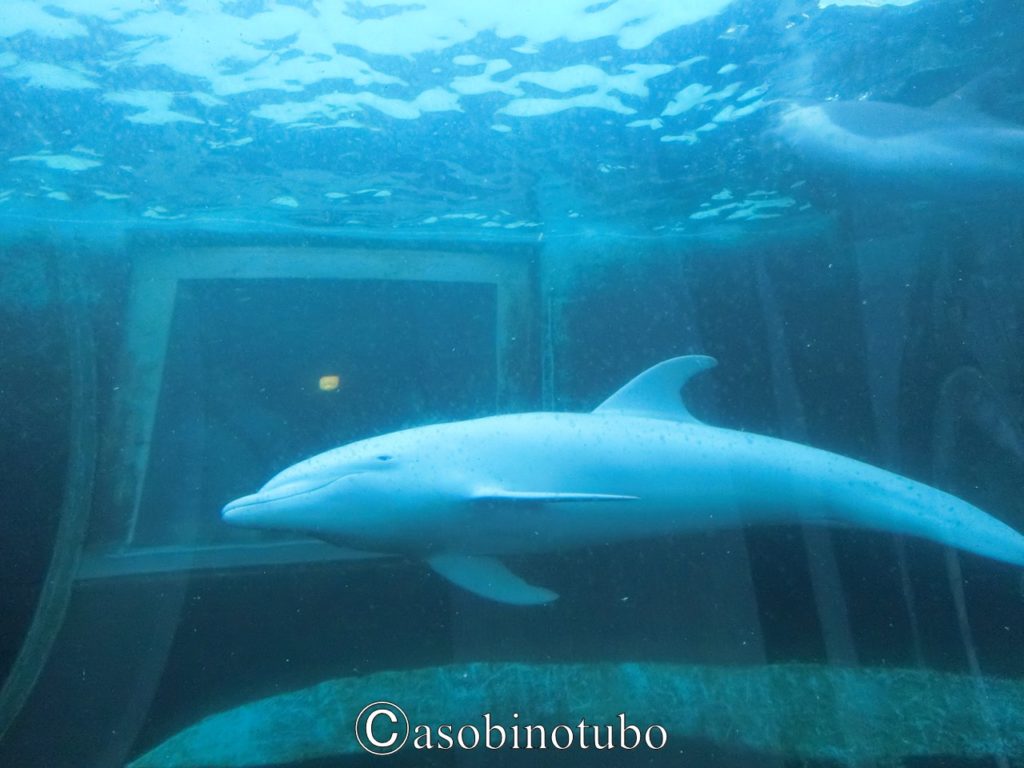 和歌山 白いバンドウイルカとの出会い 太地町 くじらの博物館 その