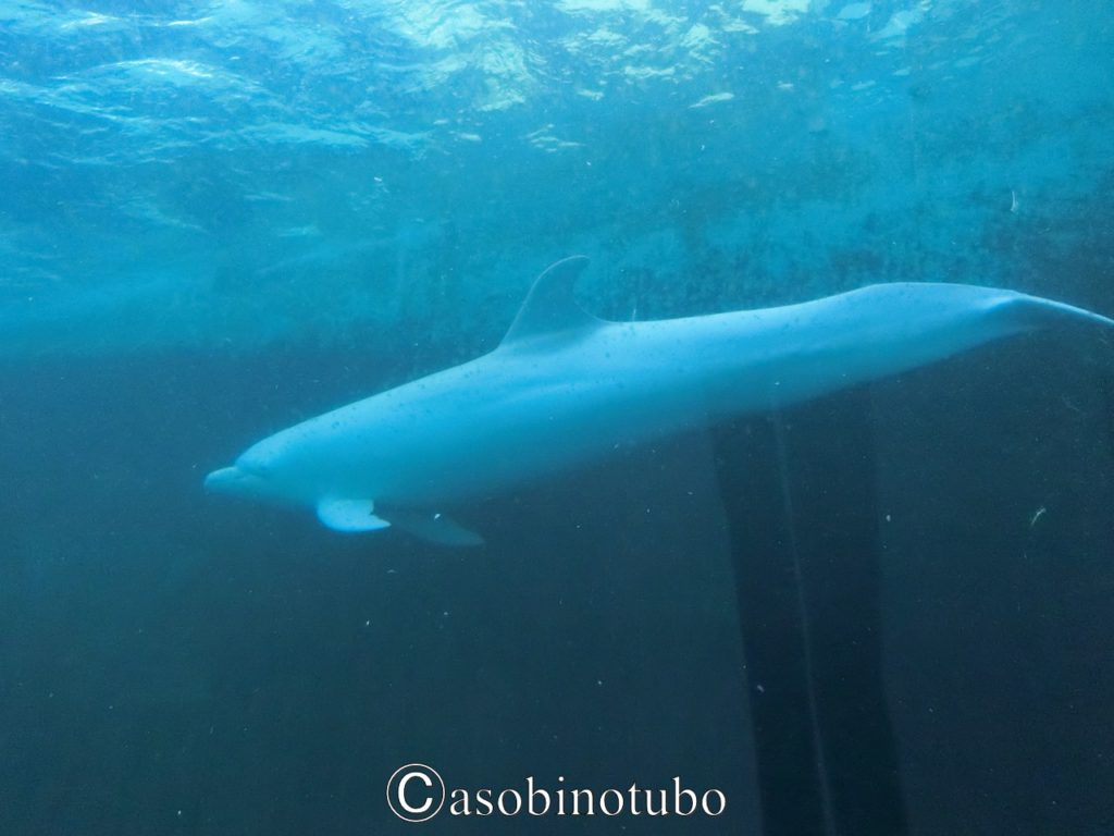 和歌山 白いバンドウイルカとの出会い 太地町 くじらの博物館 その