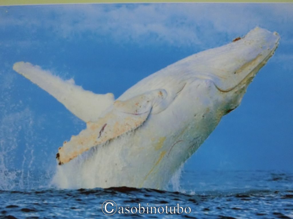 和歌山 白いバンドウイルカとの出会い 太地町 くじらの博物館 その