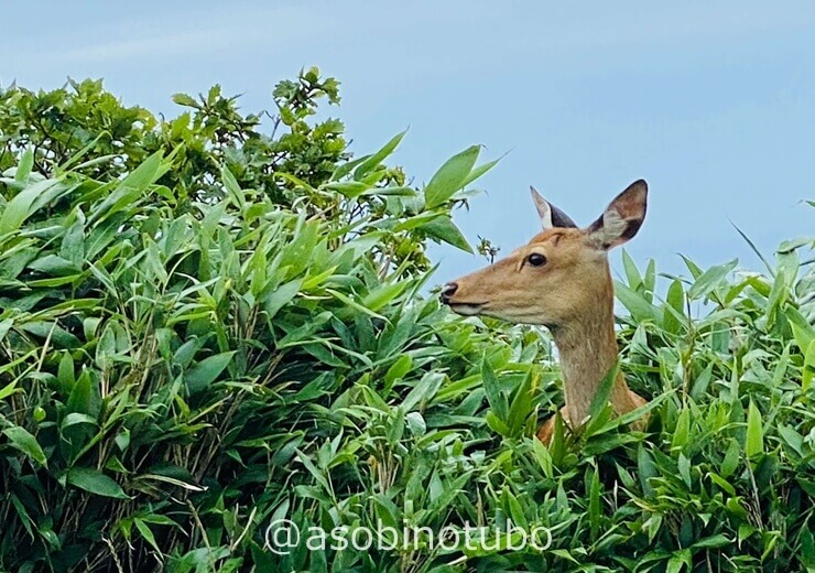 稚内 稚内公園には野生のエゾ鹿 バンビ が草を食んでいました 8月 稚内 利尻 礼文の旅 5泊6日 その４