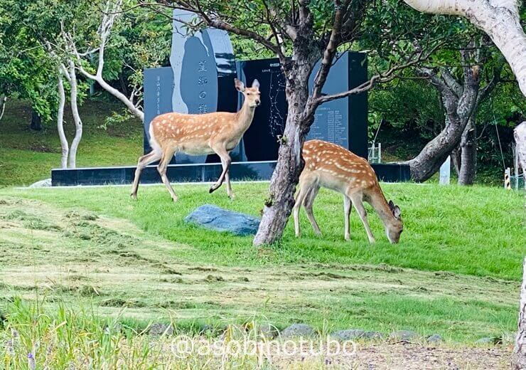 稚内公園には野生のエゾ鹿 バンビ が草を食んでいました 8月 稚内 利尻 礼文の旅 5泊6日 その４